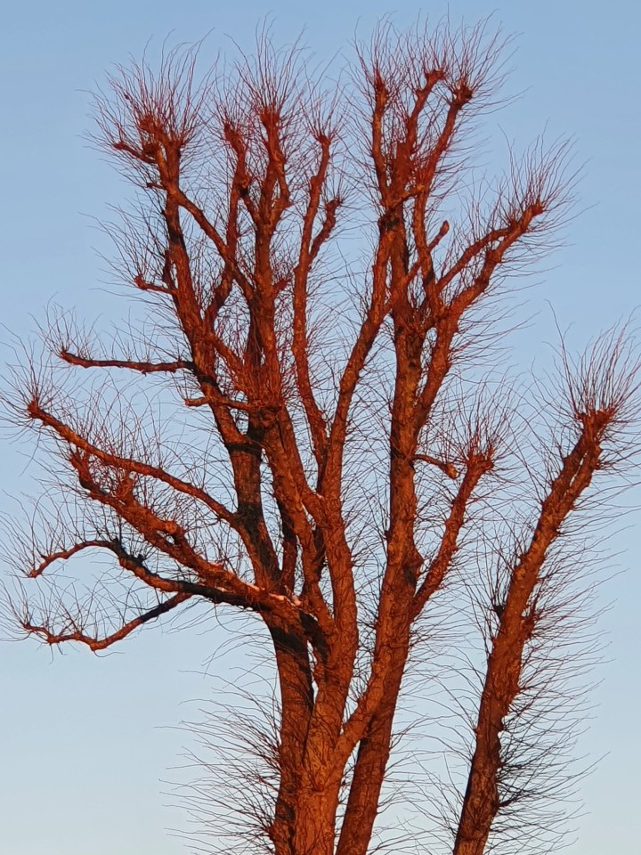 mythischer-Baum-2022