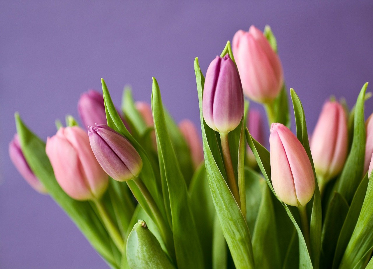 tulips-gf02a39c28_1920