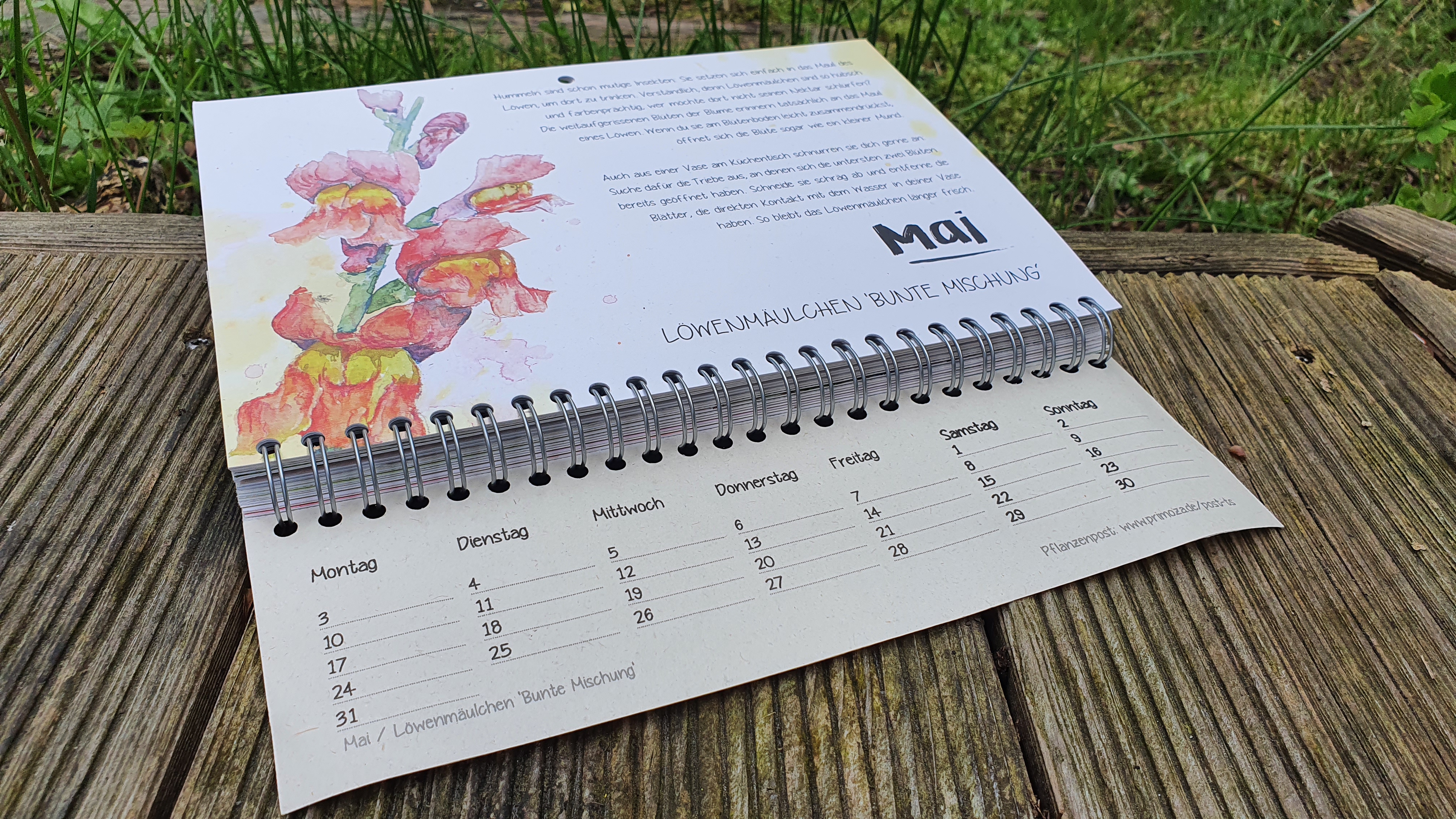 Geistliches Wort 68 Löwenmaeulchen